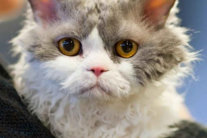 Kot rasy z wełną kędzierzawą - lista, charakterystyka i zdjęcia Kot rasy z wełną kędzierzawą - lista, charakterystyka i zdjęcia